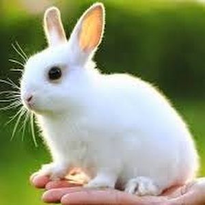 Meet your Posher, Cecilia